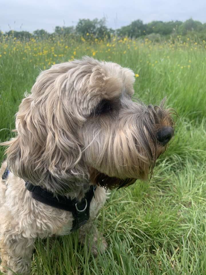Собака в траві скласти пазл онлайн з фото