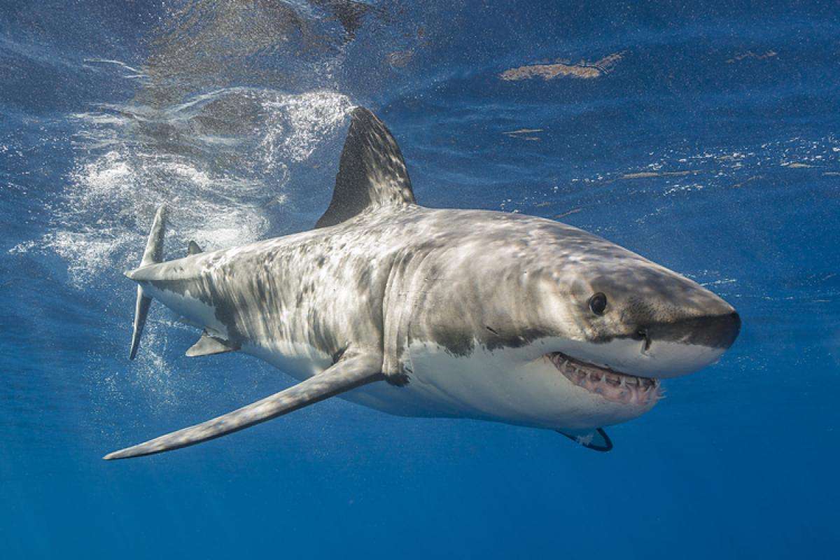 καρχαρίες παζλ online από φωτογραφία