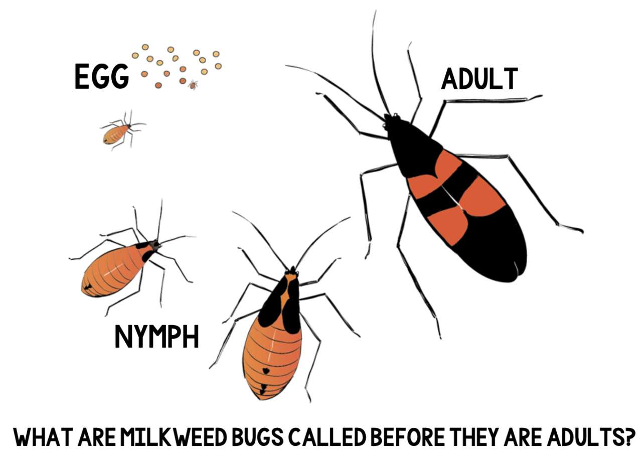 Milkweed Bugs online παζλ