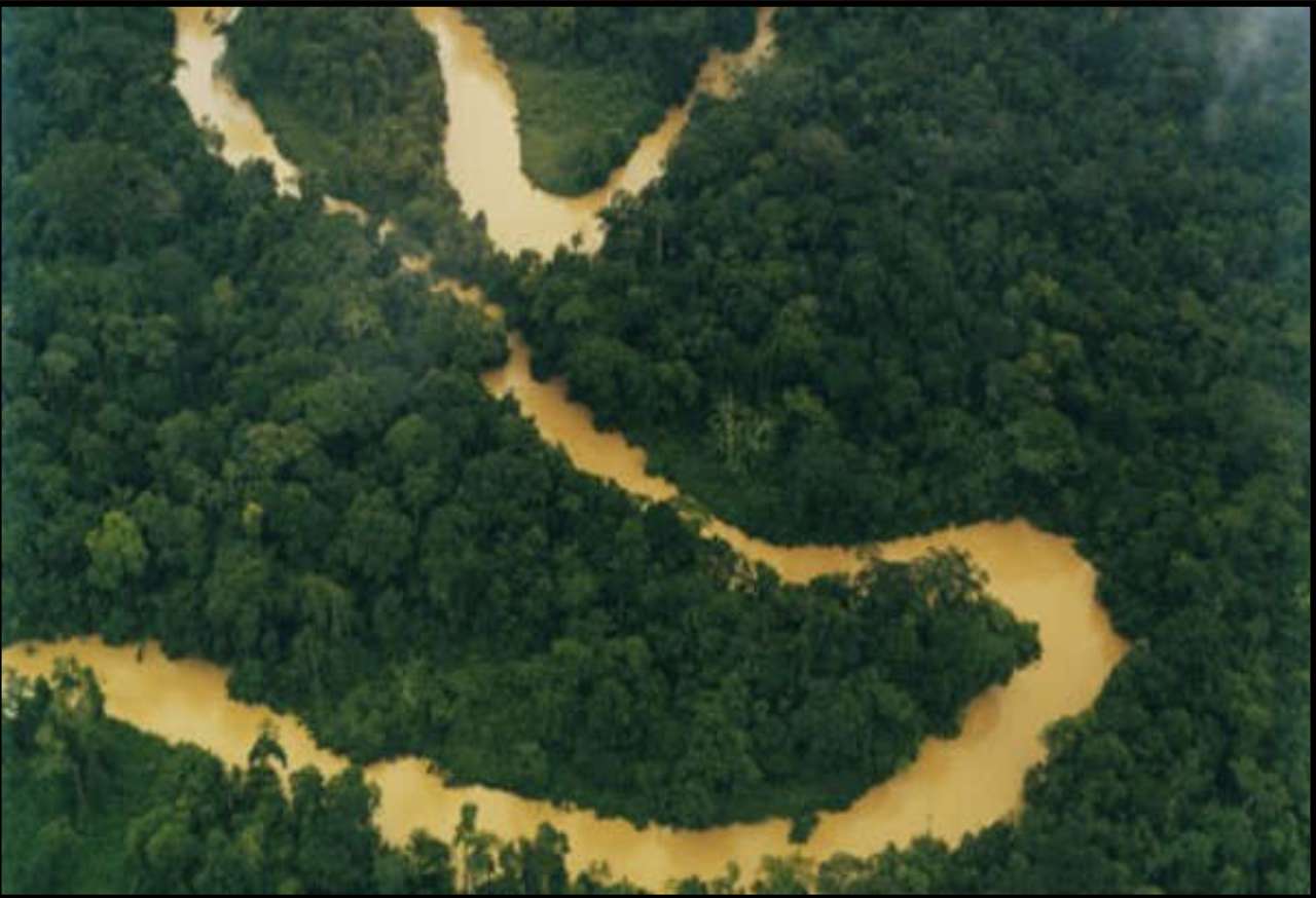 Amazonas skog pussel online från foto