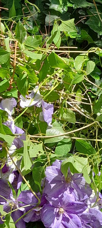 Clematis puzzle online from photo