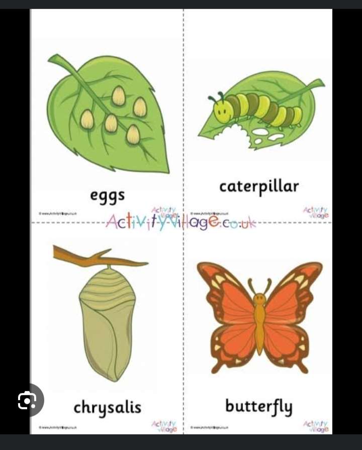 ciclo de una mariposa puzzle online a partir de foto