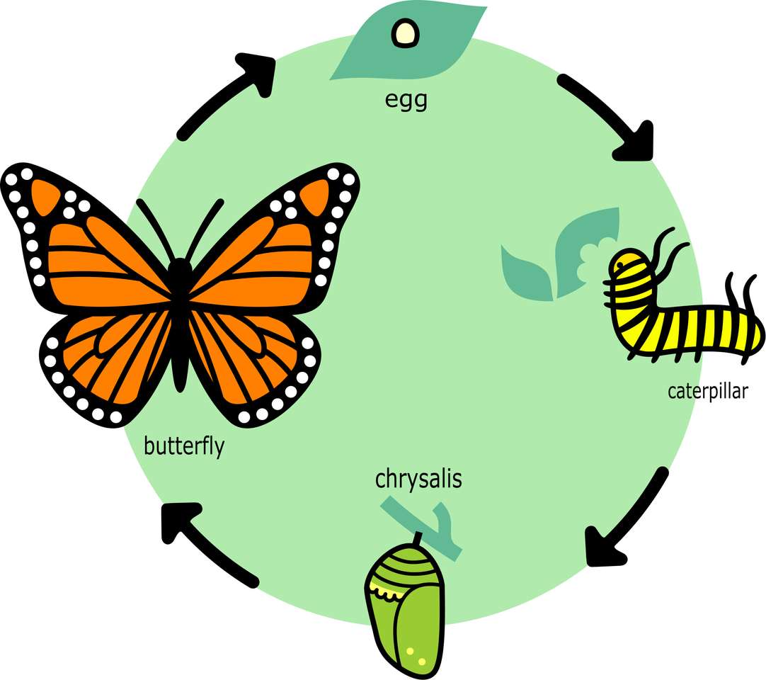 Головоломка про життєвий цикл метелика скласти пазл онлайн з фото