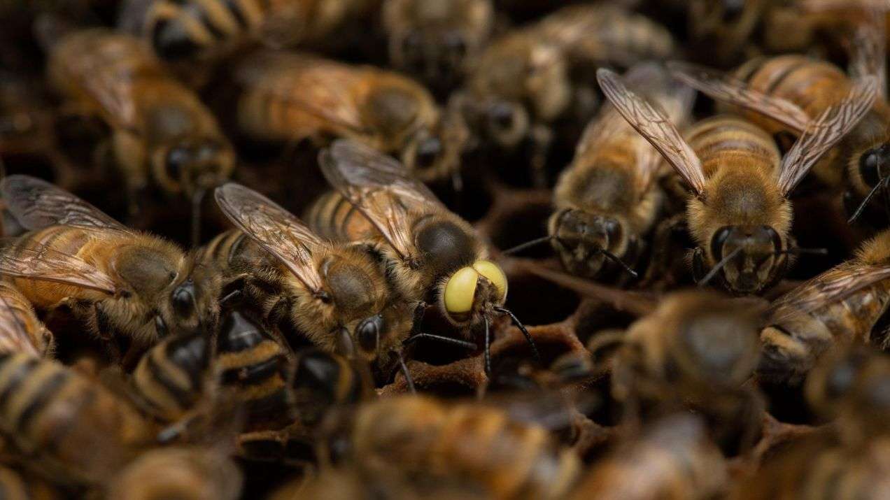 Bienenwärme Online-Puzzle