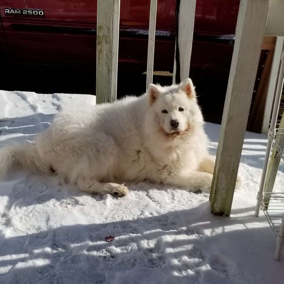 Samoyed in the snow online puzzle