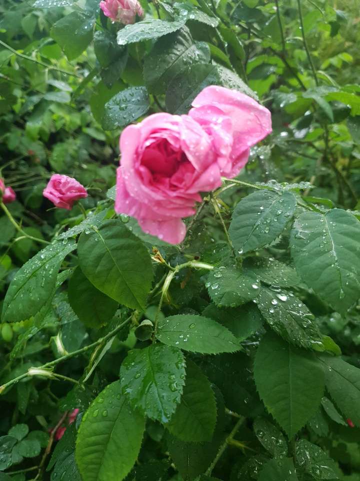 Un fiore sotto la pioggia puzzle online