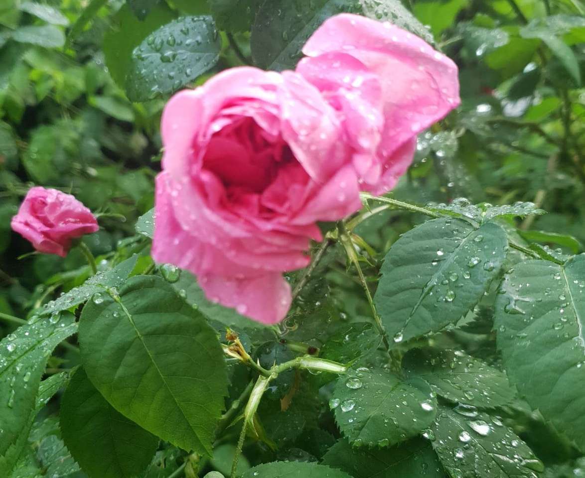 Квітка під дощем 1 скласти пазл онлайн з фото