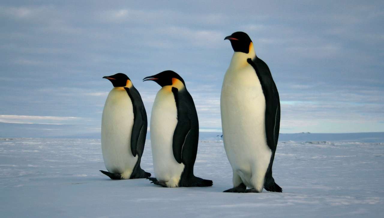 Πιγκουίνοι online παζλ
