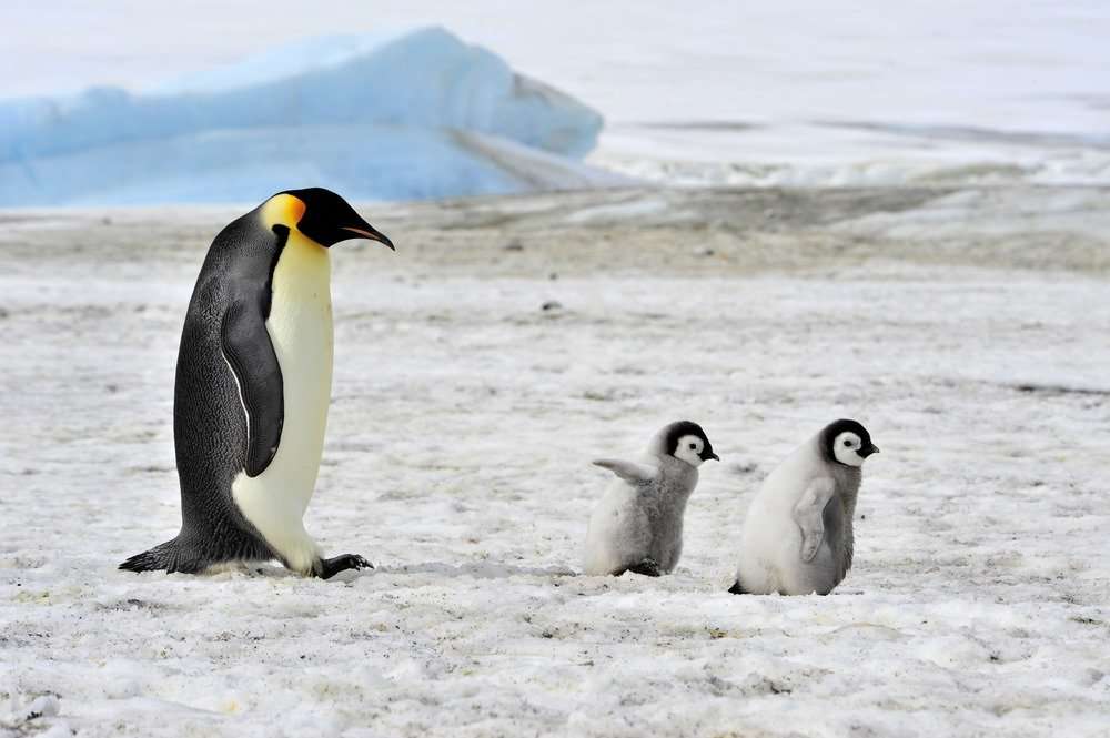 pingüinos puzzle online a partir de foto