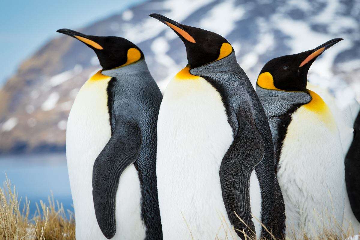 tučňáci puzzle online z fotografie