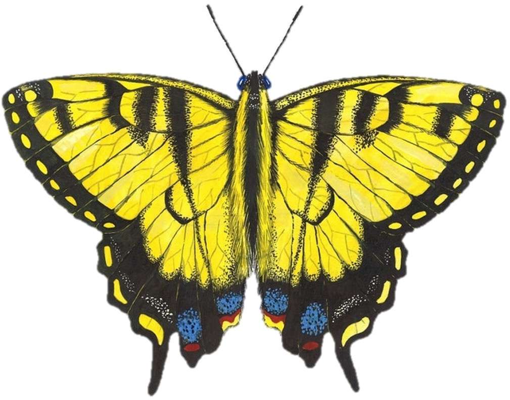 empanada mariposa rompecabezas en línea