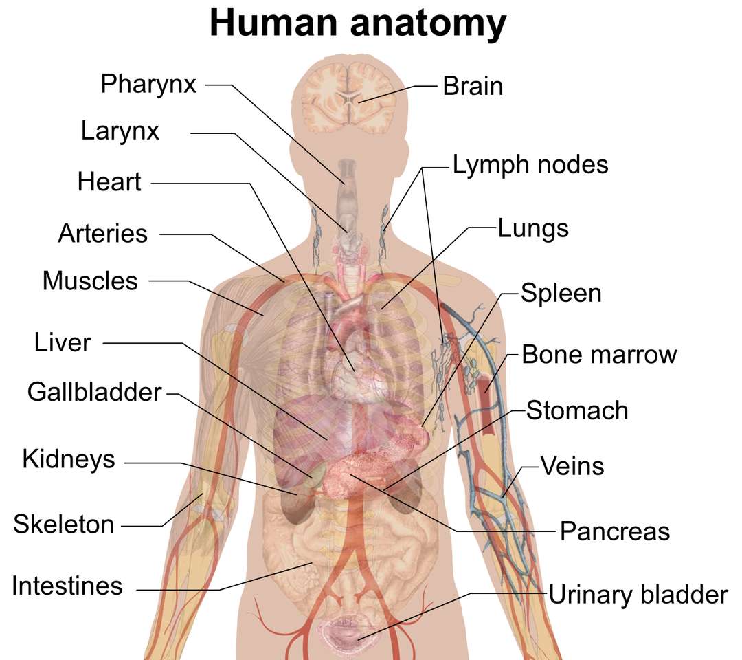 órganos del cuerpo humano puzzle online a partir de foto