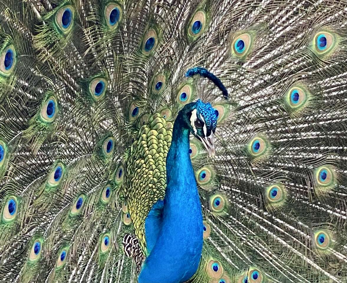My Peacock online puzzle