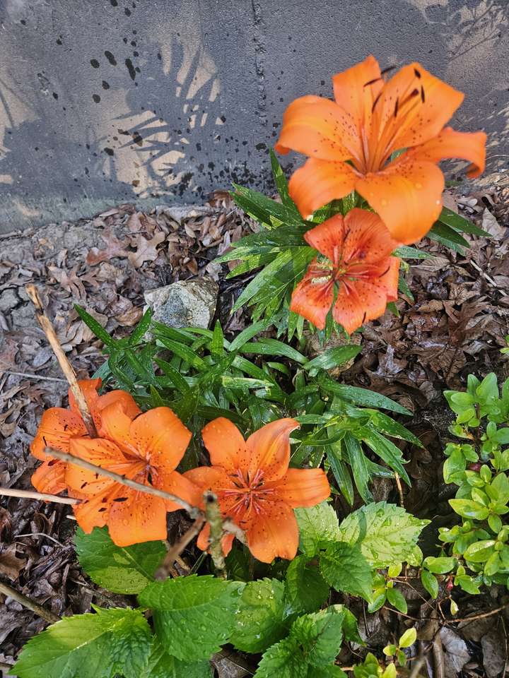 Orange lilies online puzzle