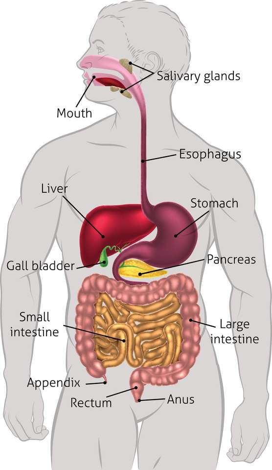 Digestive system online puzzle