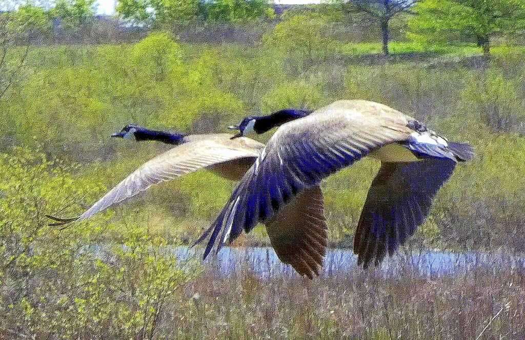 gansos en vuelo rompecabezas en línea