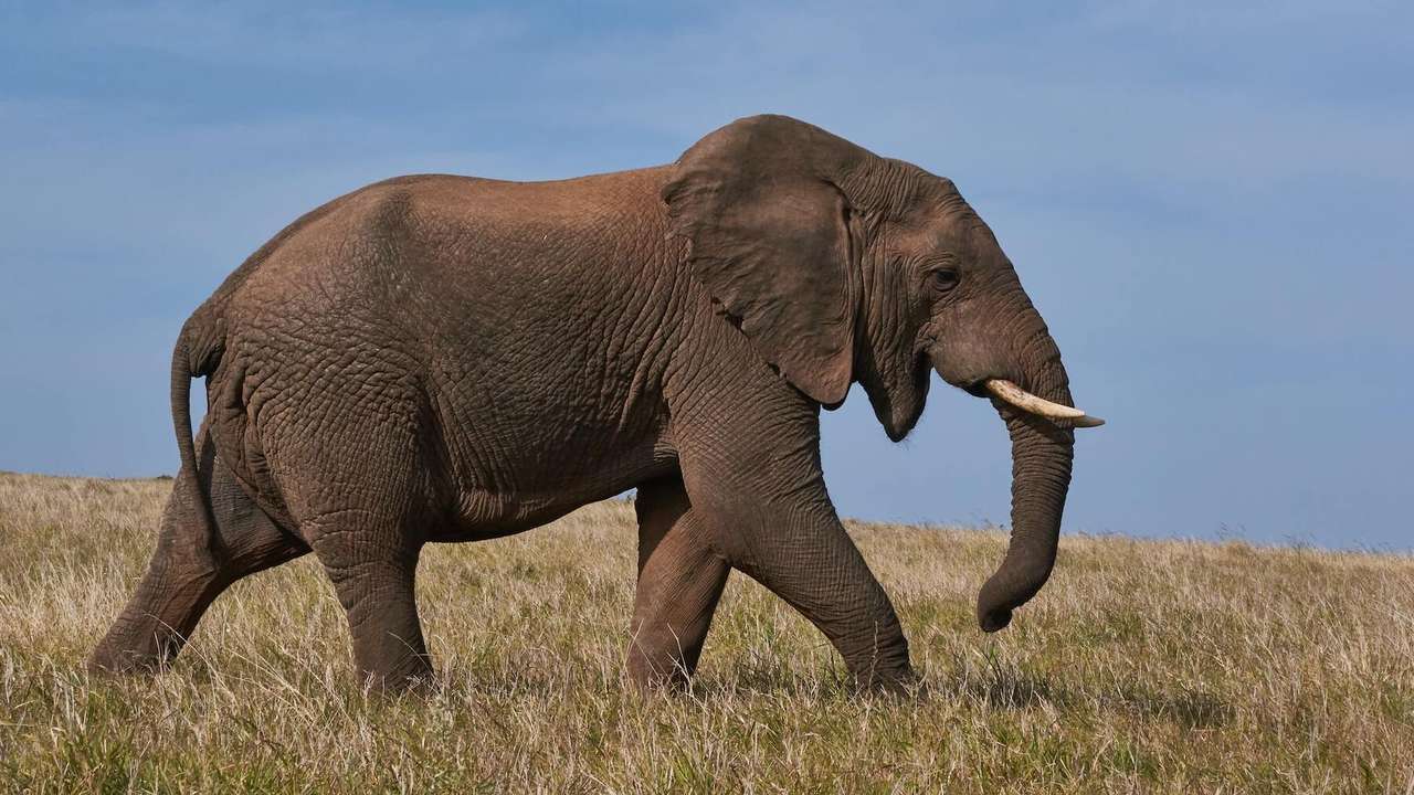 elefant puzzle online