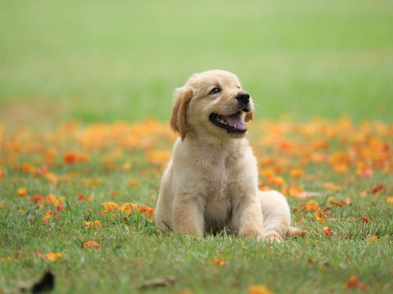 座っているカット犬 オンラインパズル