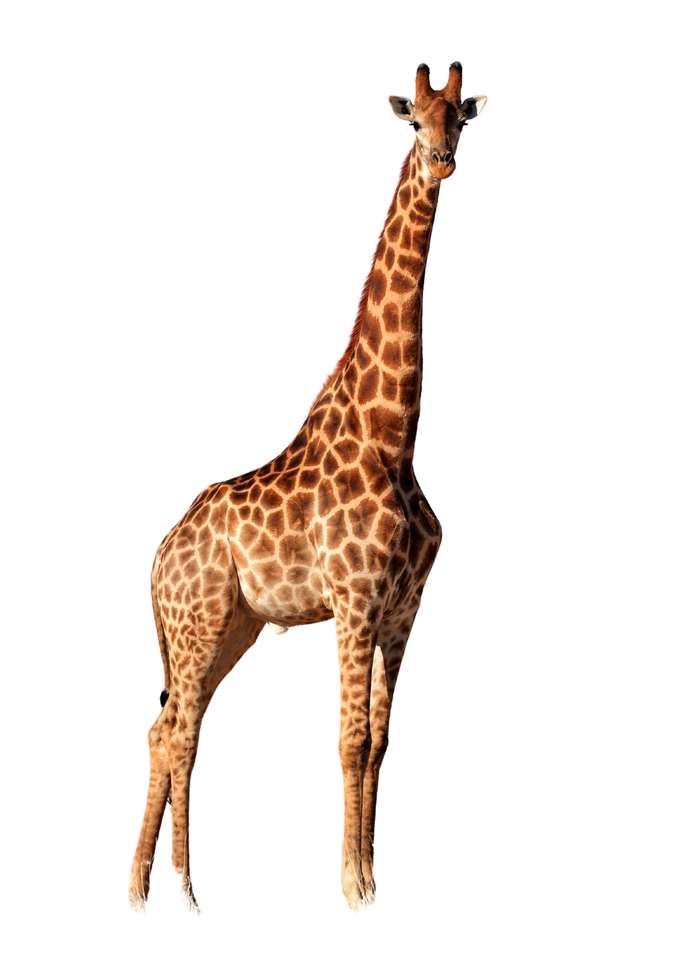 A girafa tem um pescoço longo. puzzle online a partir de fotografia