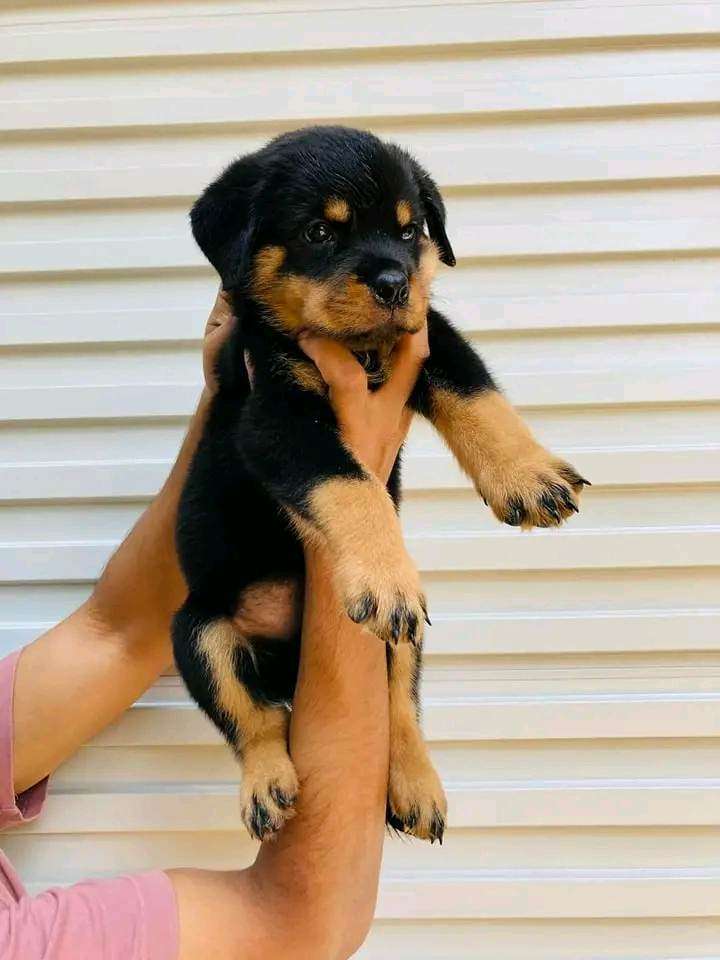 Rottweiler love puzzle online from photo