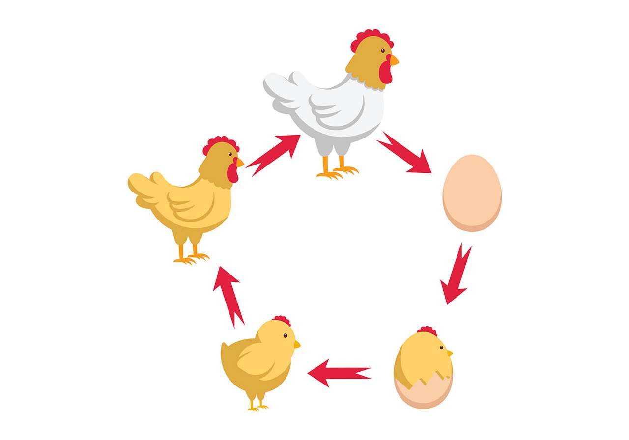 пилешки цикъл онлайн пъзел от снимка