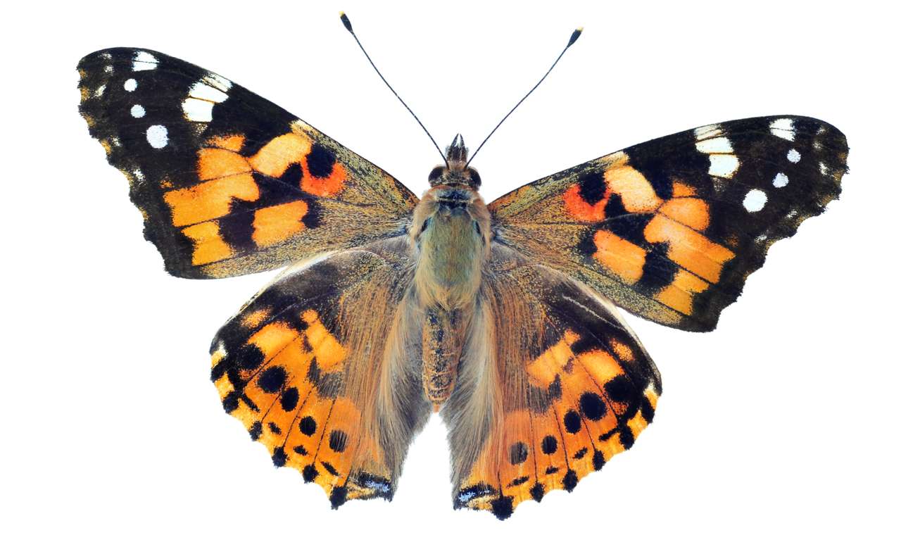 Delen van een vlinder online puzzel