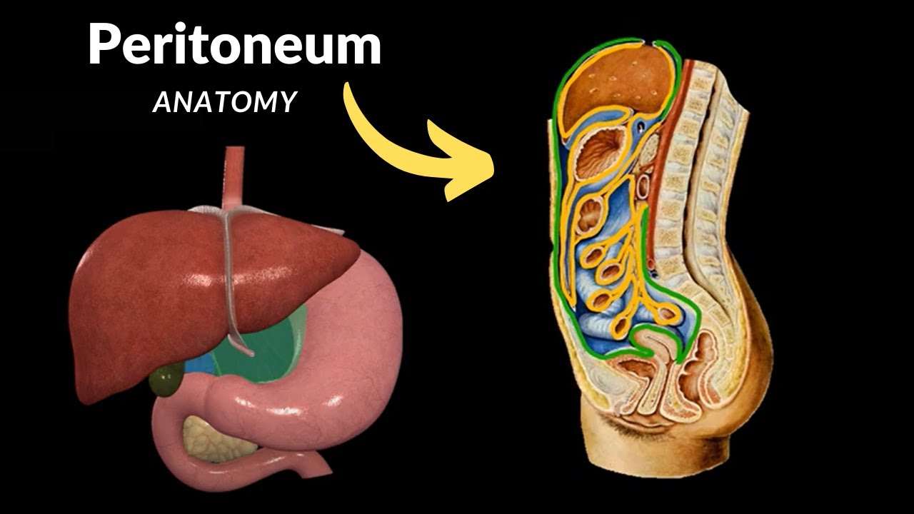 Peritoneum puzzle online from photo