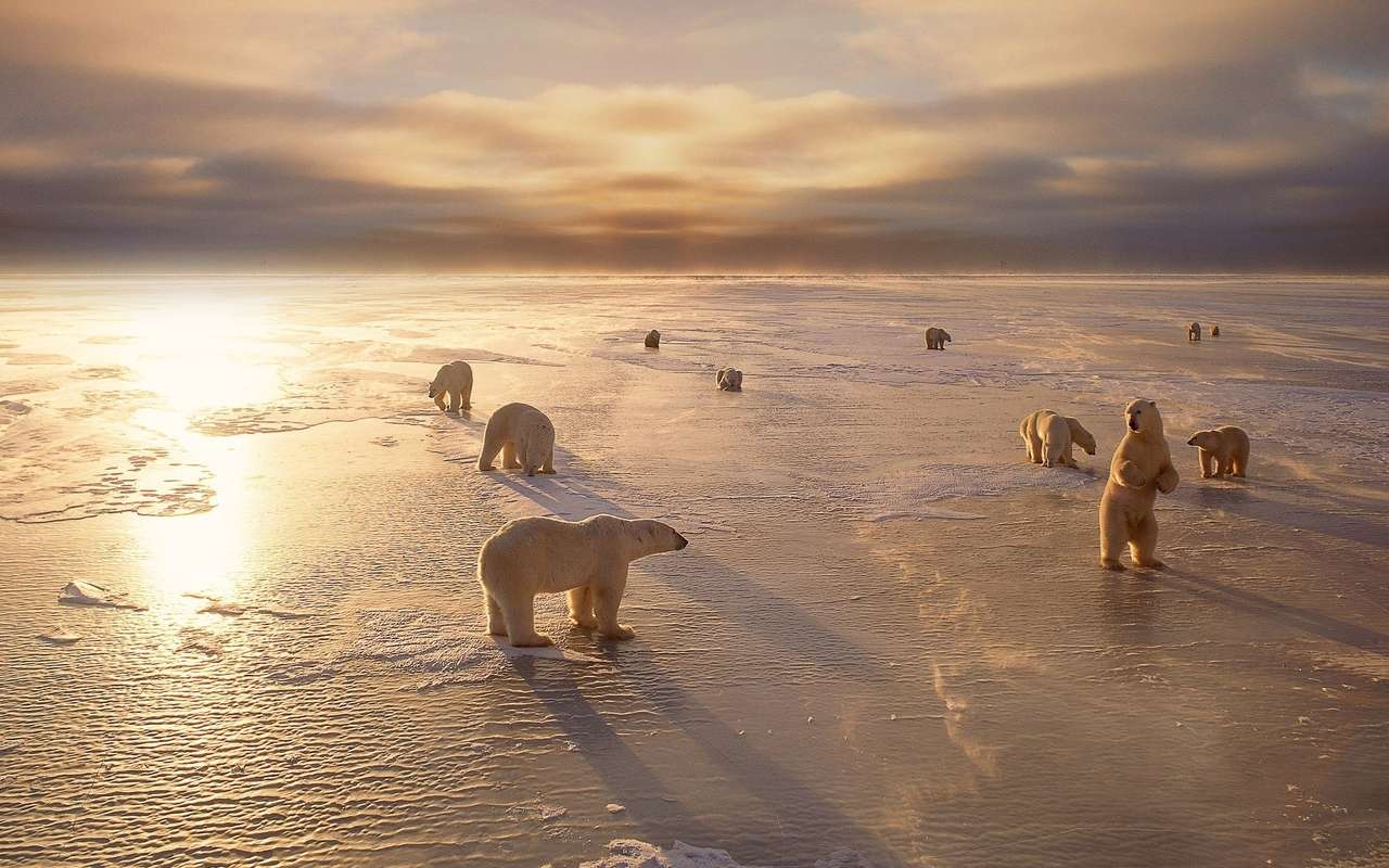 Празник на полярната мечка онлайн пъзел