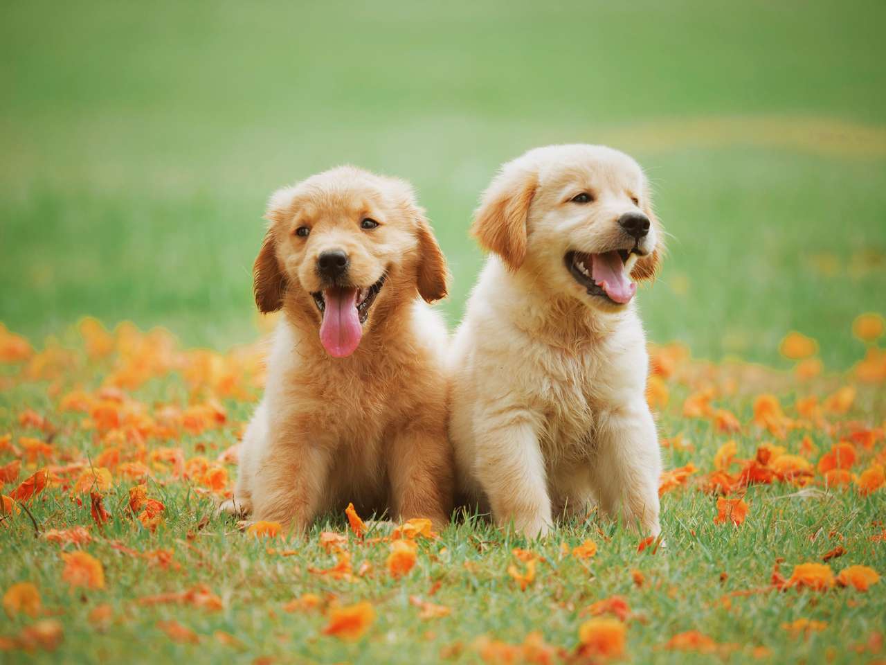 Golden Retriever-puppy's puzzel online van foto