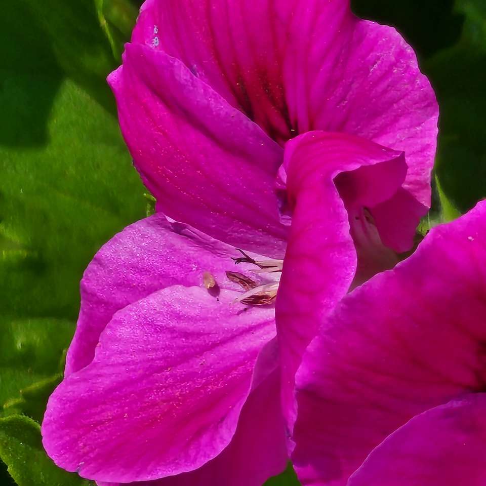 flor vibrante puzzle online a partir de fotografia