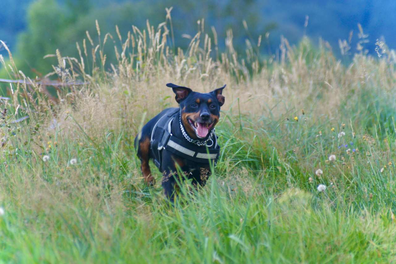 σκύλος που τρέχει παζλ online από φωτογραφία