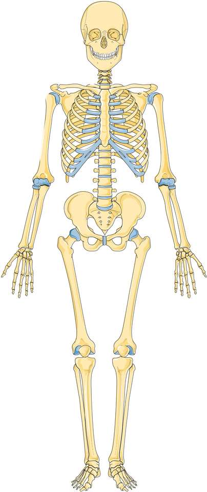 скелет онлайн-пазл