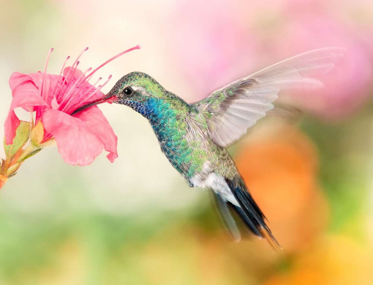 hummingbird12 puzzle online from photo