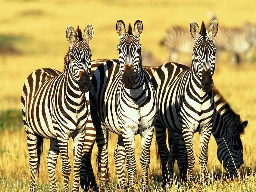 Drie Zebra's online puzzel