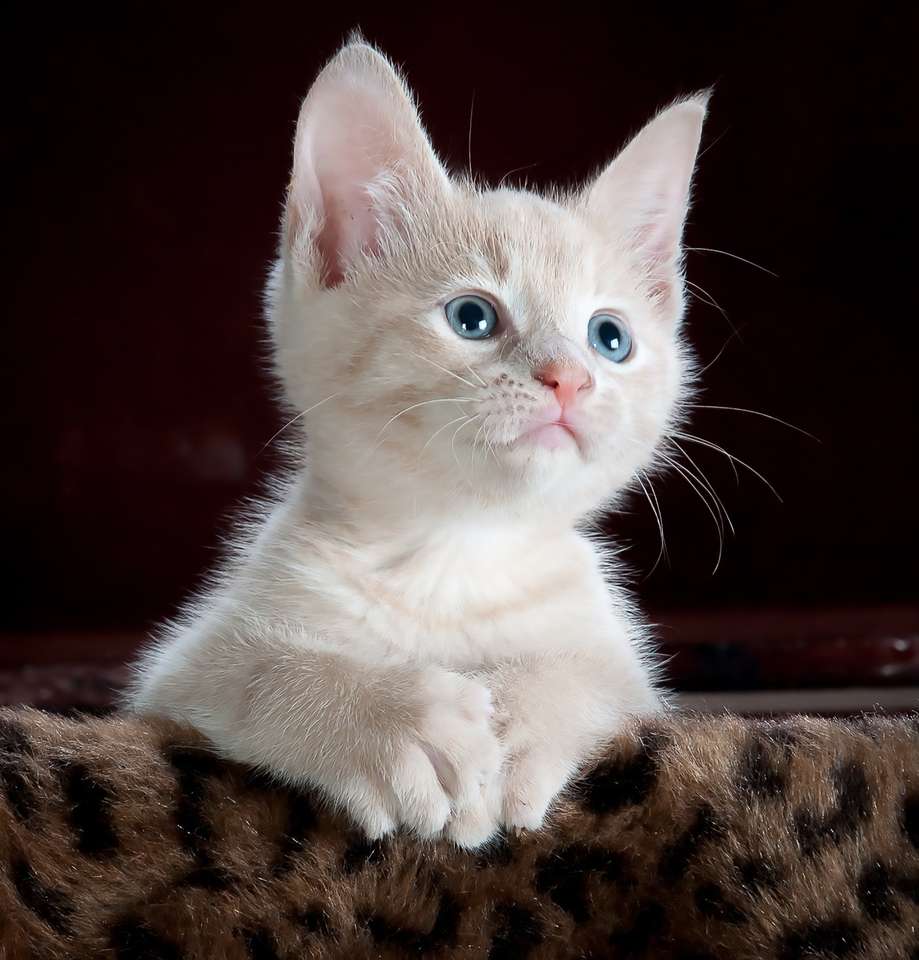 En söt kattunge pussel online från foto