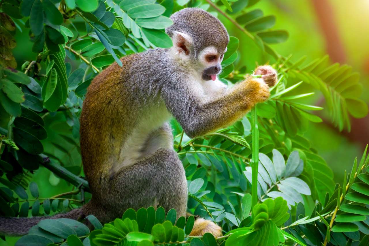 Маймуна в гората на Амазонка онлайн пъзел от снимка