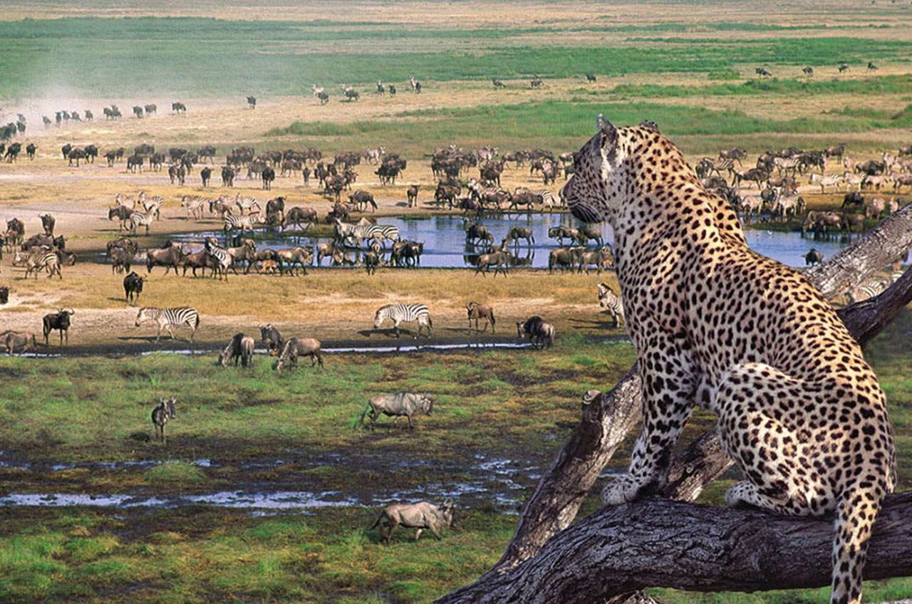 Safari do Serengeti puzzle online z fotografie