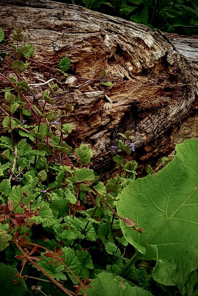 Sur le sol de la forêt puzzle en ligne à partir d'une photo