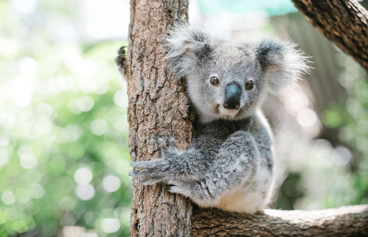 koala stiger Pussel online