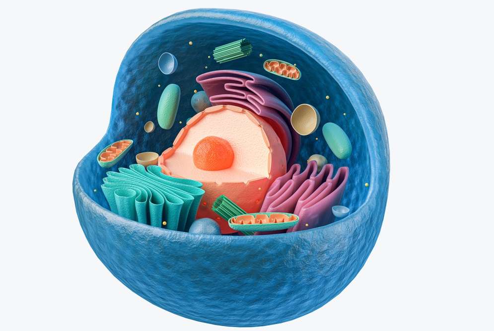 Animal Cell puzzle online from photo