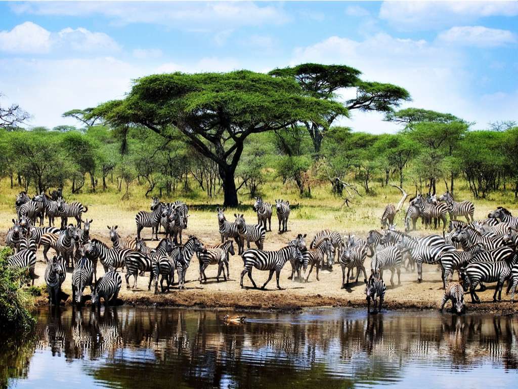 La vie dans le Serengeti puzzle en ligne à partir d'une photo
