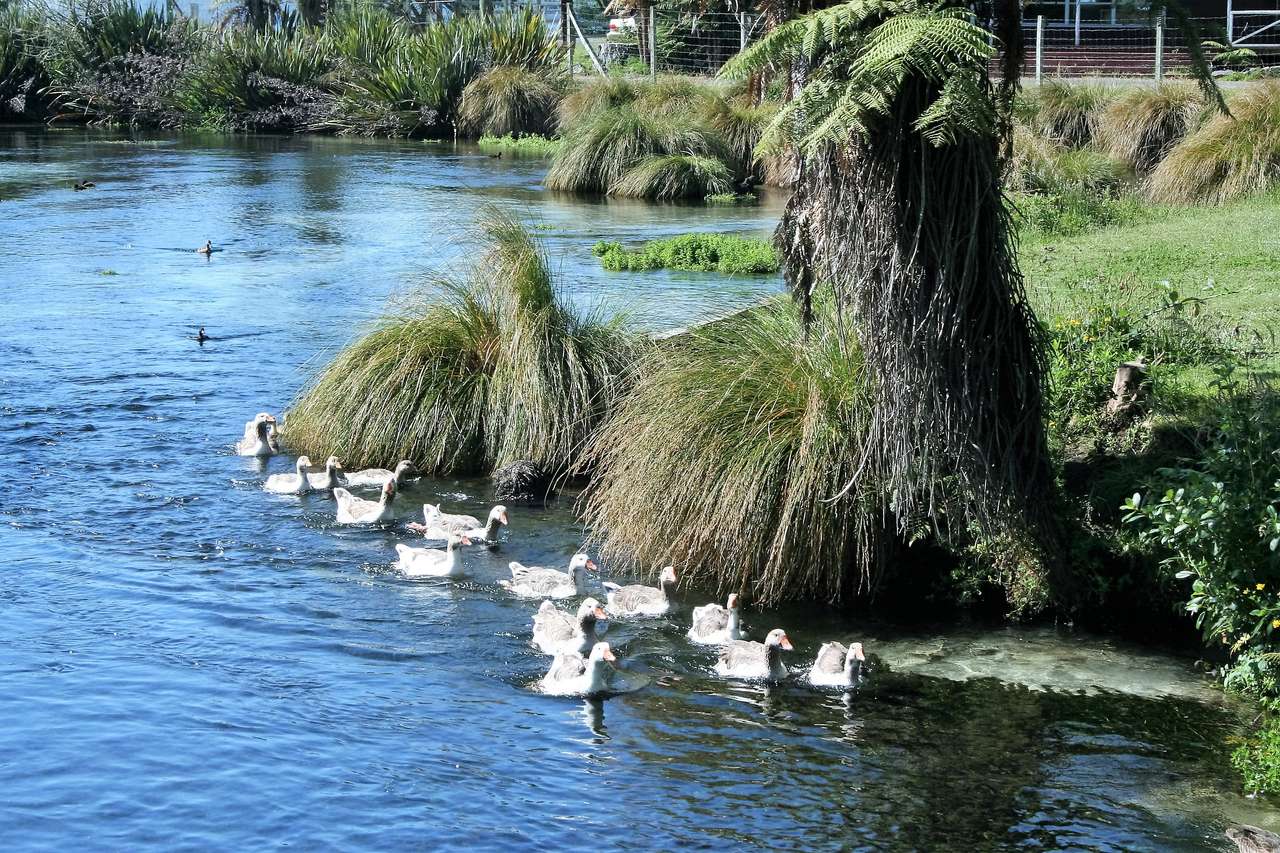 patos en fila puzzle online a partir de foto