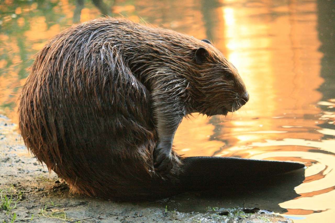 Bever puzzel puzzel online van foto