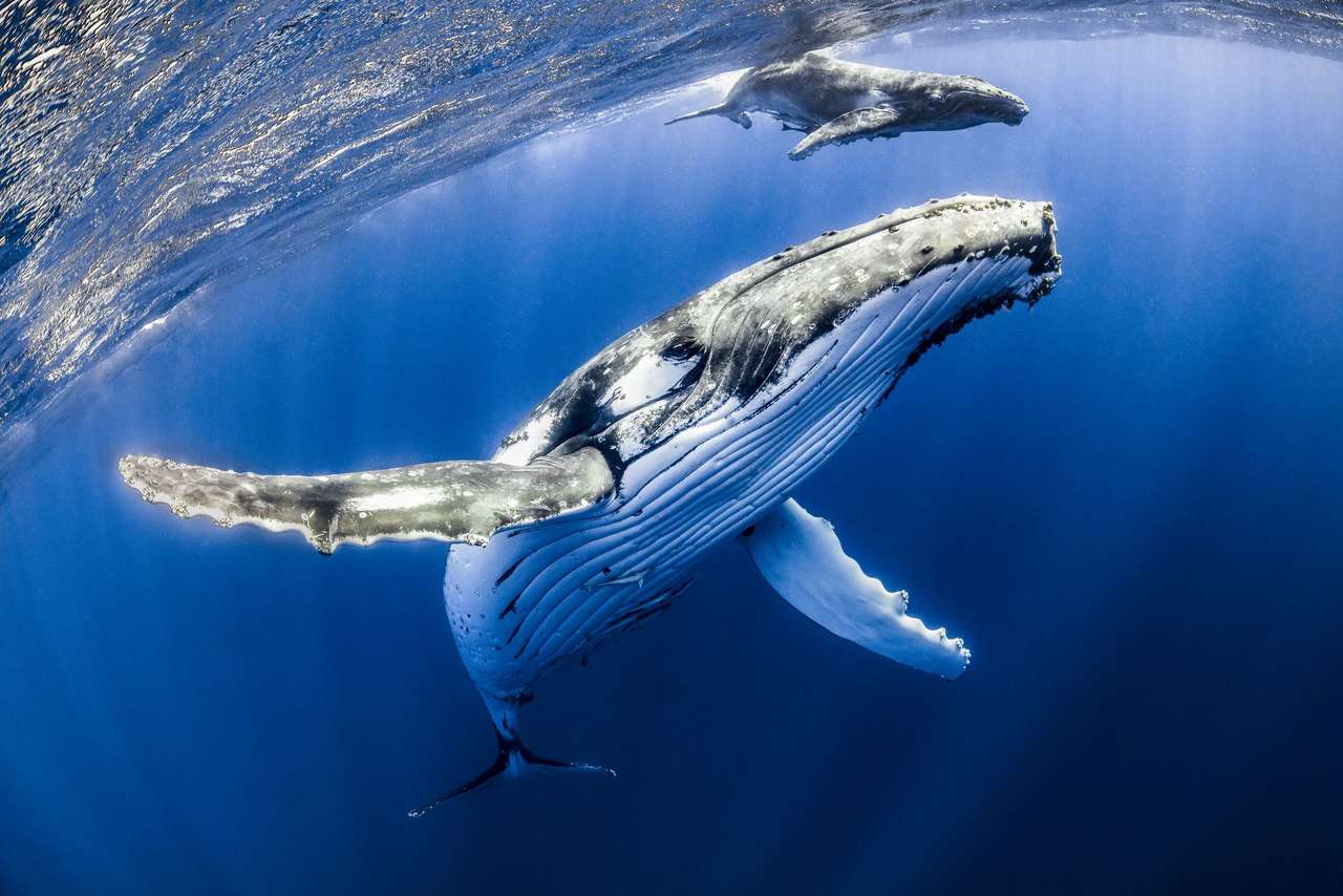 modrá velryba puzzle online z fotografie