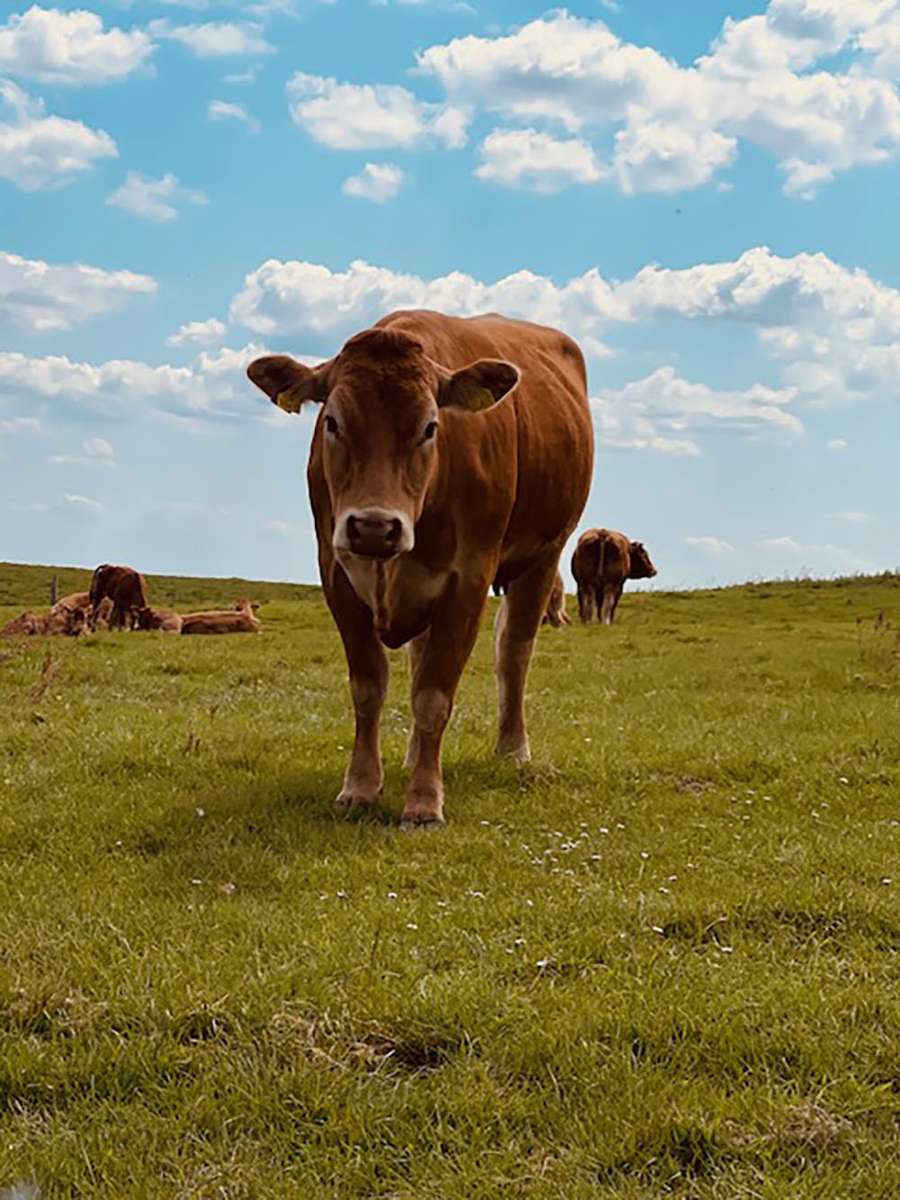 campo de vaca Jen puzzle online a partir de fotografia