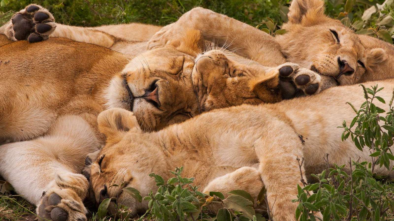 Hora da soneca da leoa puzzle online a partir de fotografia