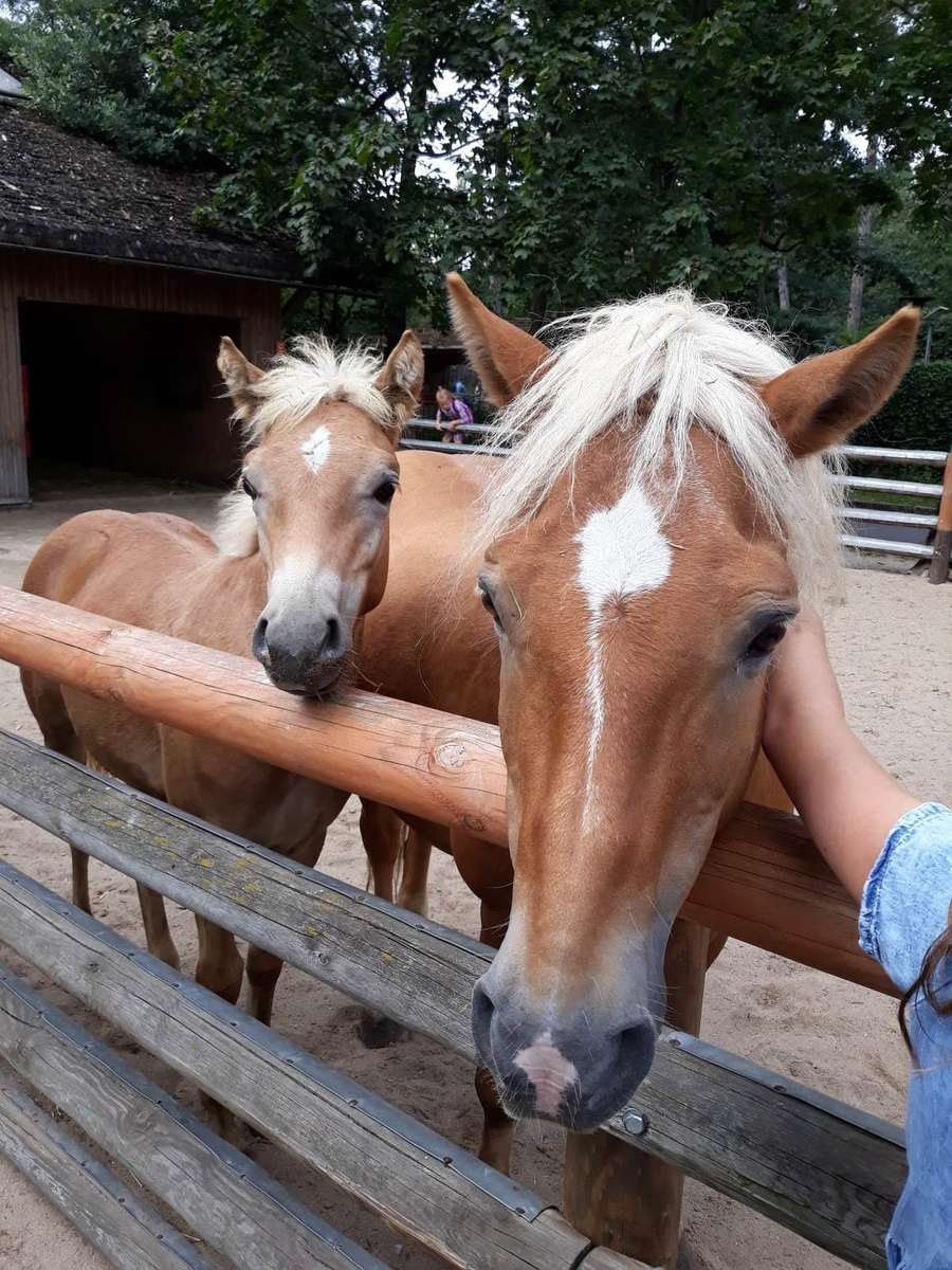 Vackra hästar pussel online från foto
