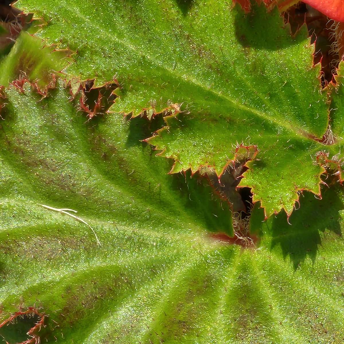 blad planten puzzel online van foto