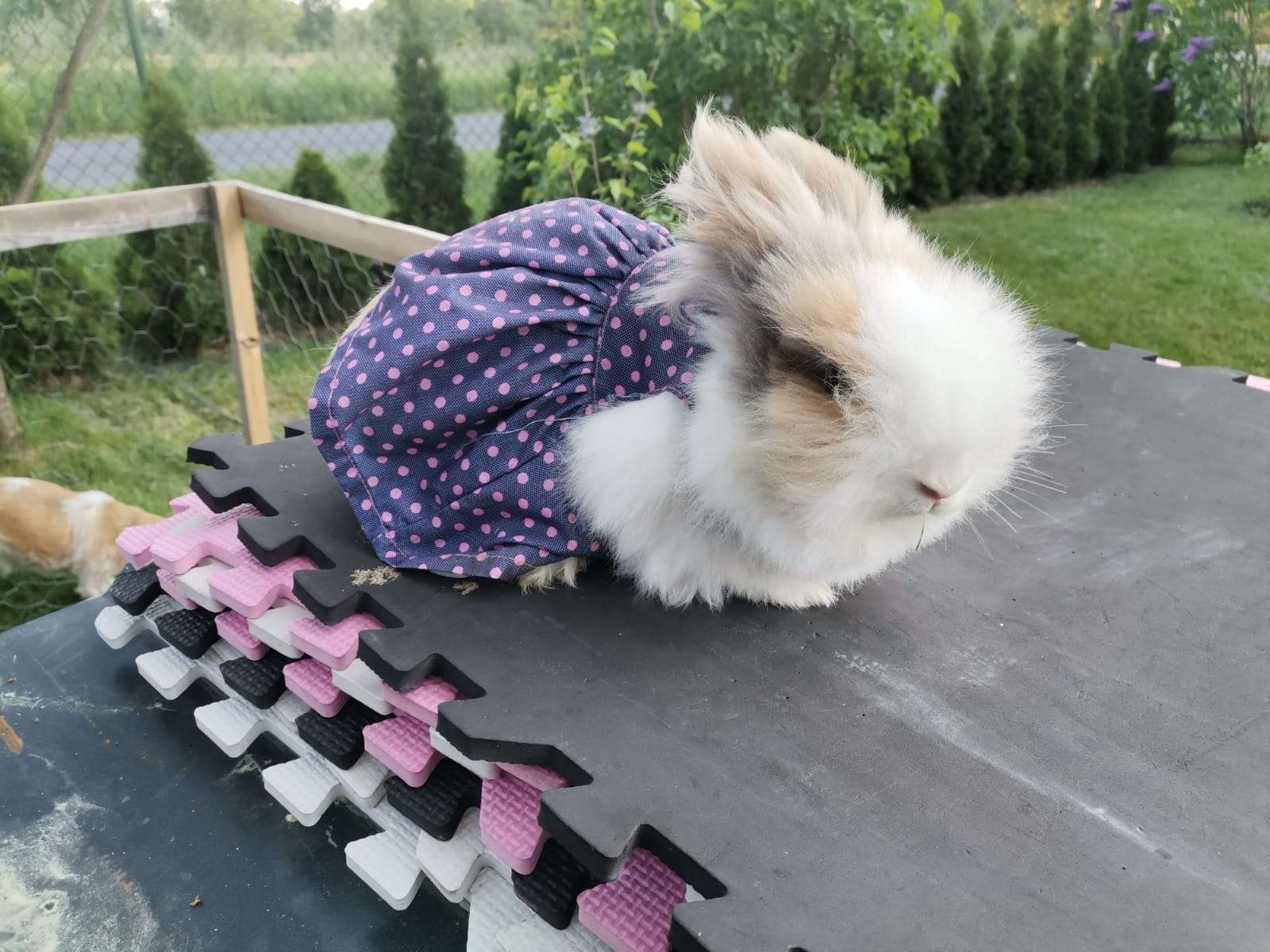 The bunny is blowing puzzle online from photo
