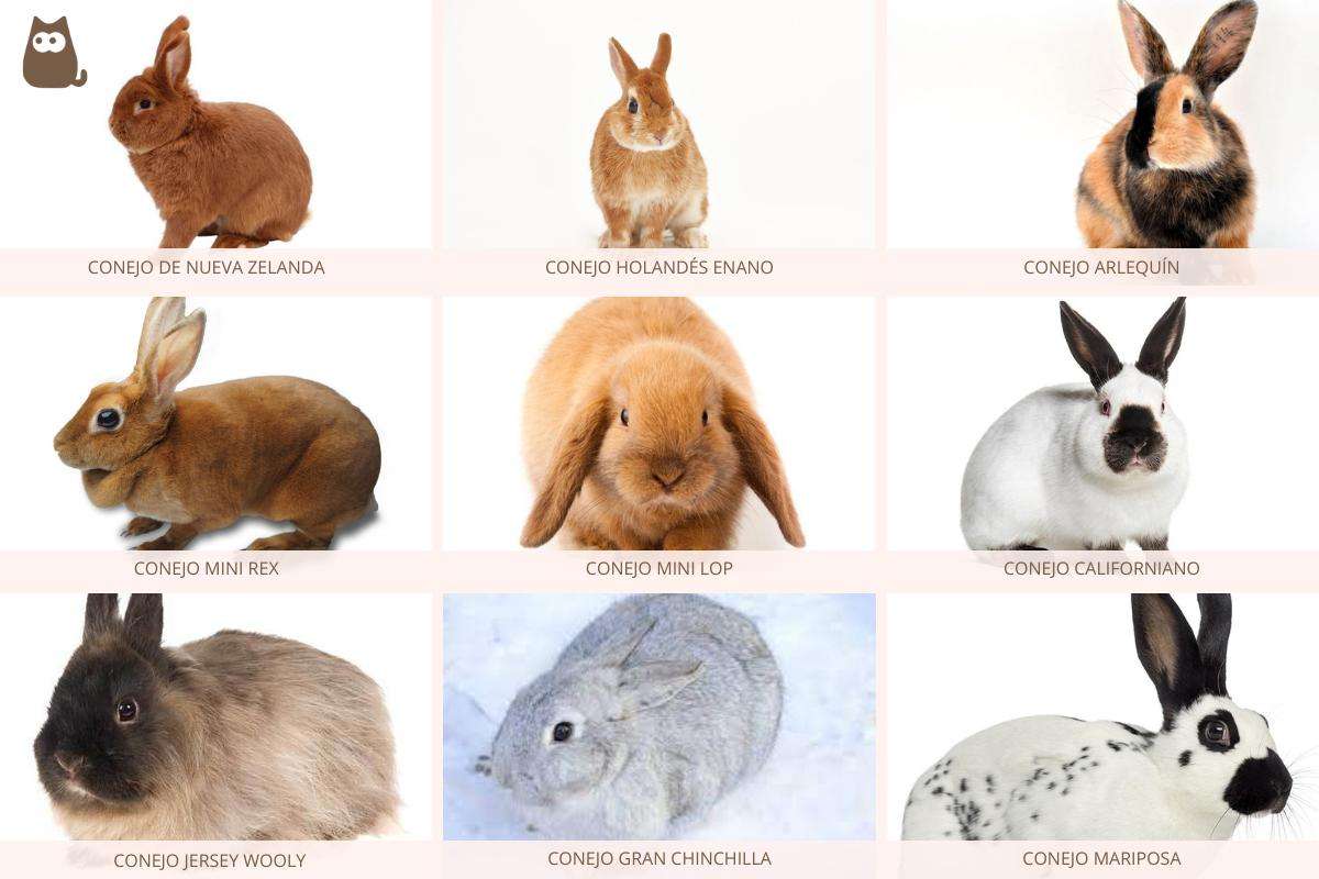 ウサギの品種 オンラインパズル